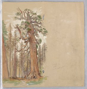Chêne et toujours vert - Samuel Colman