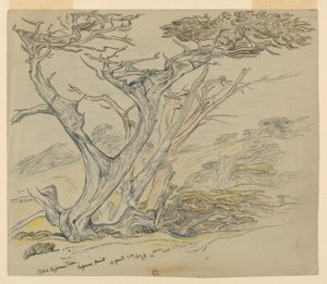 Étude de vieux cyprès, Cypress Point - Samuel Colman