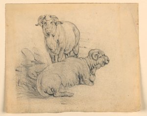 Étude de deux béliers - Samuel Colman