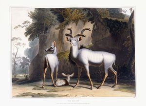 Le Koodoo, 1804 - Samuel Daniell