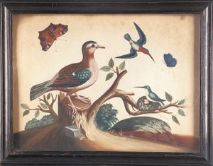 Colombe à ailes vertes, avec colibris à gorge rouge, papillon paon et papillon ultramarin - Samuel Dixon