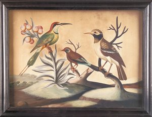 Guêpier indien, étourneau indien noir et blanc et pinson brésilien - Samuel Dixon