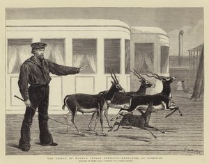 Les cadeaux indiens du Prince de Galles, antilopes en exercice - Samuel Edmund Waller