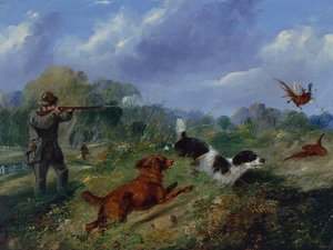 Chasse au faisan