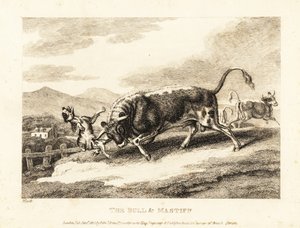 Un taureau encorne un chien à mort dans un champ. 1811 (eau-forte)