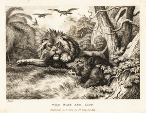 Un lion et un sanglier sauvage se battent tandis que des vautours tournent au-dessus. 1811 - Samuel Howitt