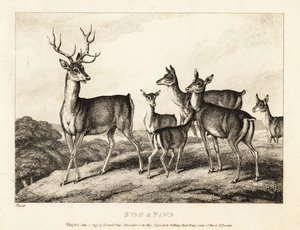 Un cerf avec des biches et des faons. 1811 - Samuel Howitt