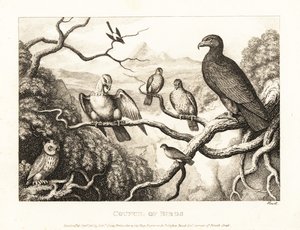 Un aigle préside un tribunal d