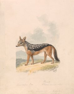 Chacal à dos noir - Samuel Howitt