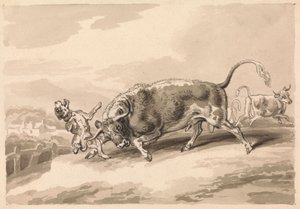 Taureau attaquant un mâtin