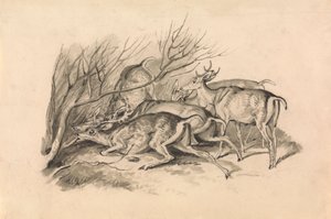 Cerfs devant un fourré