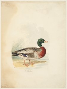 Canard - Anas boschas (recto), vers 1813-22 - Samuel Howitt