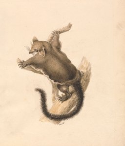 Écureuil volant