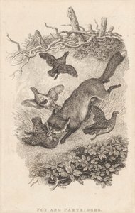 Renard et perdrix - Samuel Howitt