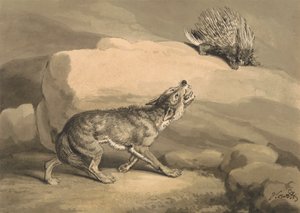 Le renard et le hérisson (porc-épic)