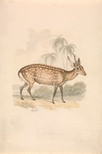 Cerf-cochon