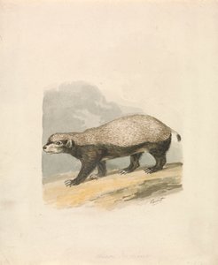 Ratel - Samuel Howitt