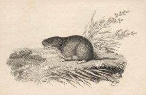 Rat musqué - Samuel Howitt