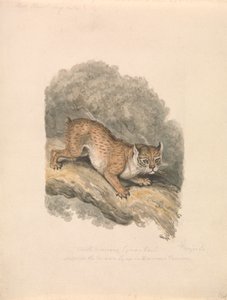 Lynx d