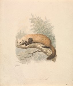 Fouine - Samuel Howitt