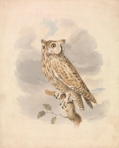 Hibou petit-duc - Samuel Howitt