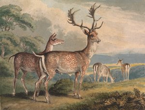 Cerf, biche et faons - Samuel Howitt