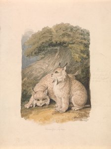 Le Lynx du Canada d