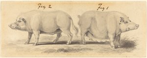 Deux cochons chinois - Samuel Howitt