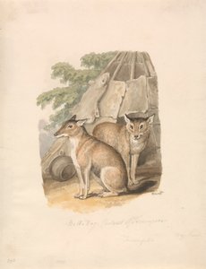Deux huskies