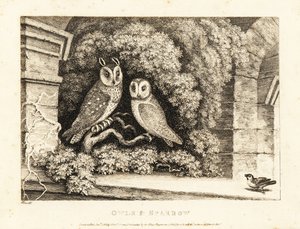 Deux hiboux et un moineau