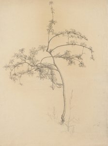 Arbre en fleurs, 1884 - Samuel Isham