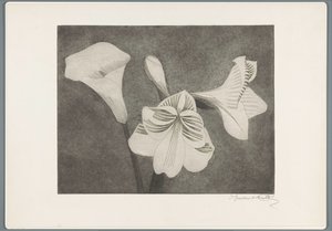 Amaryllis et arum - Samuel Jessurun de Mesquita (signed by artist)
