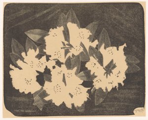 Rhododendron