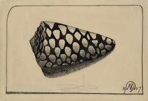 Coquillage, vers la droite - Samuel Jessurun de Mesquita