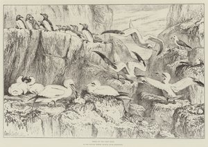 Oiseaux sur le Bass Rock, au Musée d
