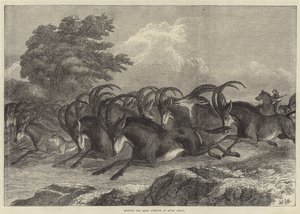 Chasse à l