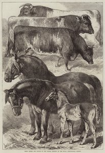 Chevaux et bovins primés à la réunion d