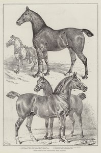 Chevaux primés au Agricultural Hall, Islington - Samuel John Carter