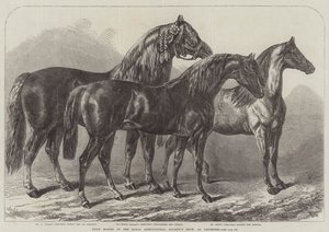 Chevaux primés au salon de la Royal Agricultural Society, à Leicester - Samuel John Carter