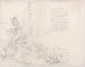 Digitale pourpre - Samuel Palmer
