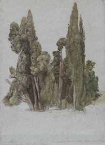 Les cyprès à la Villa d
