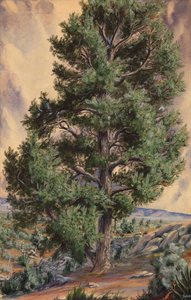 Le pin - Sandow