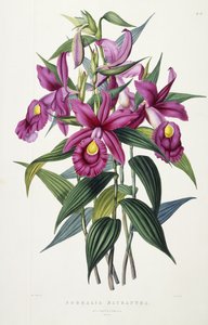 Sobralia Macrantha, vers 1837-43