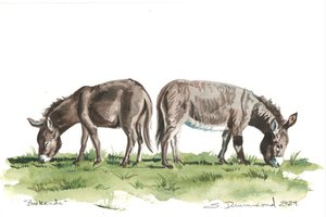 Serre-livres, 2024 (aquarelle sur papier) - Sarah Drummond