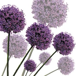 Allium Fernandez, 2004 - Sarah Hough