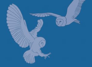 Chouettes effraies, 2017 - Sarah Hough