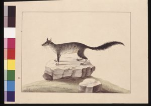 Page 10. Tapoa Tafa. Maintenant connu sous le nom de Phascogale à queue en brosse, c.1789-90 - Sarah Stone