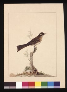 Page 14. Moucherolle à oreilles jaunes. Maintenant connu sous le nom de Méliphage à face jaune, c.1789-90 - Sarah Stone