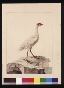 Page 16. Fulica blanche. Maintenant connue sous le nom de gallinule blanche (éteinte), vers 1789-90 - Sarah Stone