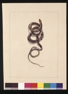 Page 20. Serpent n°1. Maintenant connu sous le nom de serpent brun, vers 1789-90